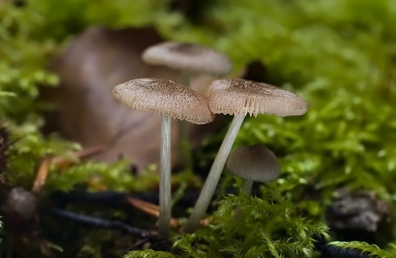 Pluteus hispidulus